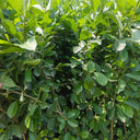 Alnus delavayi, 500 Seeds