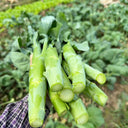 'Jiemei Thick Stem' Chinese Kale Seeds, 20g