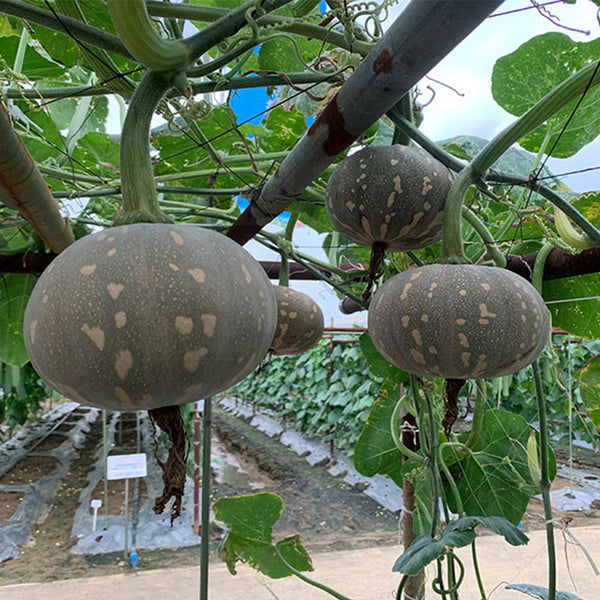 Xiangmi Small Pumpkin Seeds
