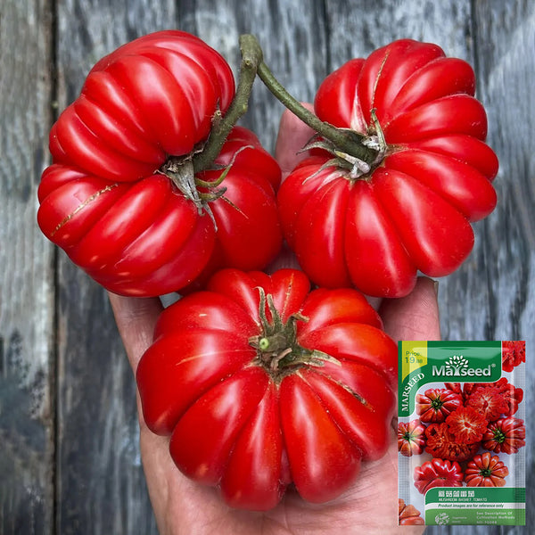 Mushroom Basket Tomato, 20~30 Seeds