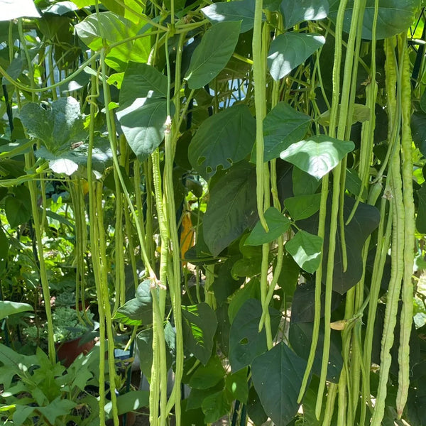 'Zhangtang King' Yardlong Bean Seeds, 50g