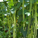 'Zhangtang King' Yardlong Bean Seeds, 50g