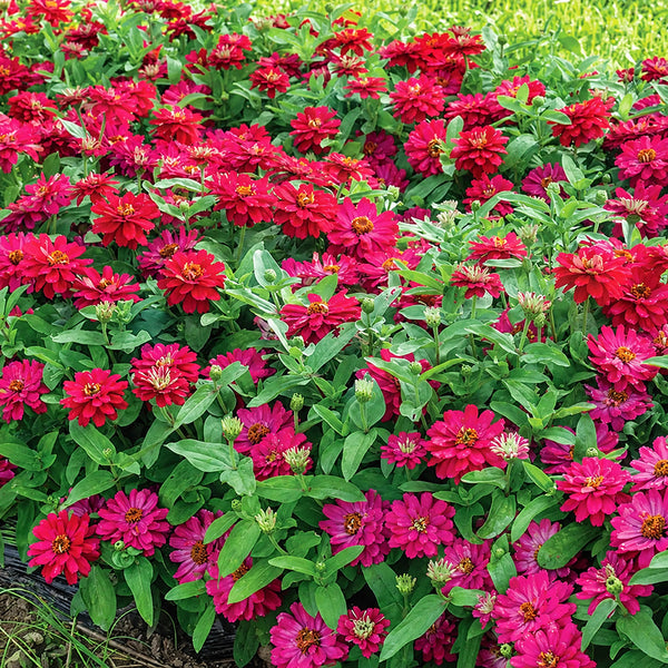 W1338 Double Zahara Cherry Zinnia, 5 Seeds
