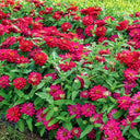 W1338 Double Zahara Cherry Zinnia, 5 Seeds