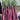 'Hongxiu 58' Flowering Stalk Seeds, 5g