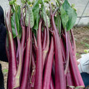 'Hongxiu 58' Flowering Stalk Seeds, 5g