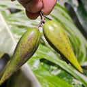 Gurmar, 20 Seeds