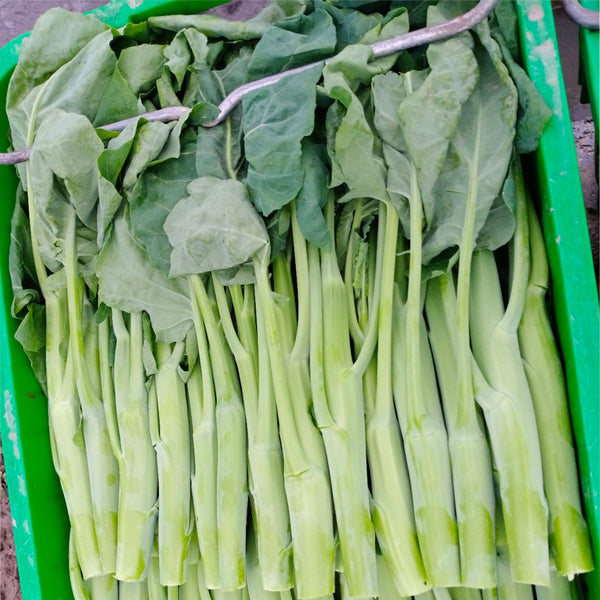 Sweet-Crispy 'Zhonghua' Chinese Kale Seeds, 10g