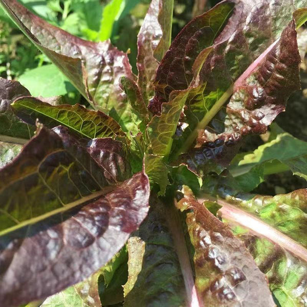 Purple Youmai Cai Seeds, 5g