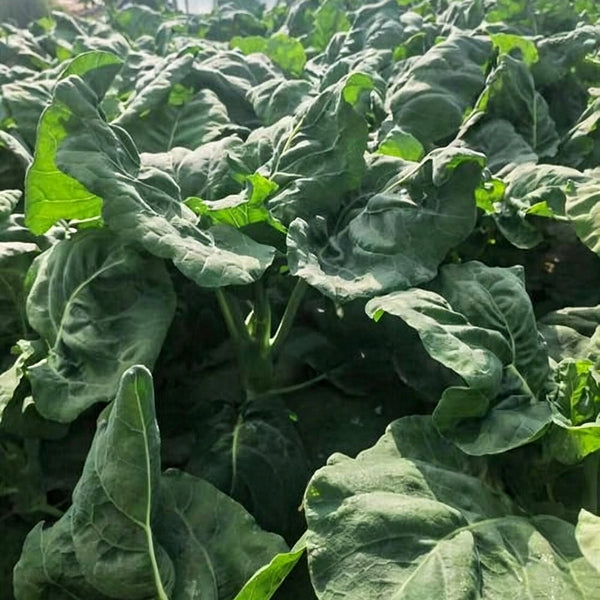 'Jiemei Improved Xianggu' Chinese Kale Seeds, 10g