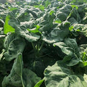 'Jiemei Improved Xianggu' Chinese Kale Seeds, 10g