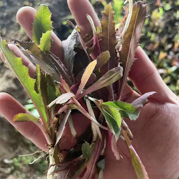 Xinte Wild Purple Qumai Chicory Seeds, 1g