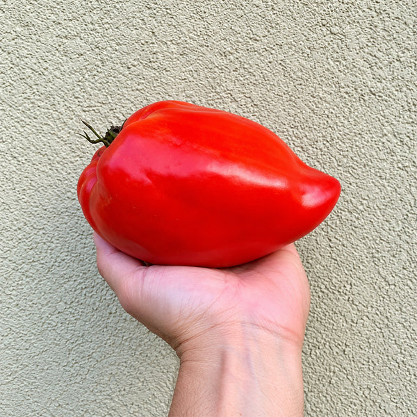 387 Cuore Antico di Acqui Terme Tomato, 5 Seeds