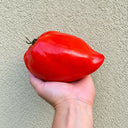 387 Cuore Antico di Acqui Terme Tomato, 5 Seeds