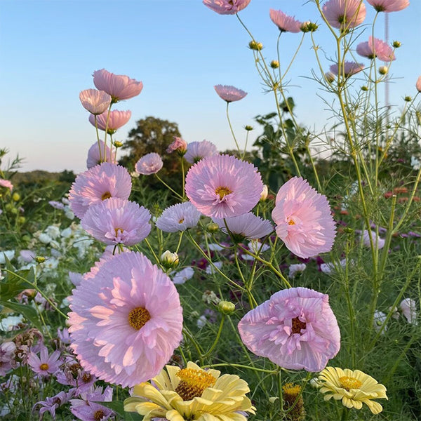 Hezhichun Cosmos bipinnatus 'Cupcakes' Seeds, 1g