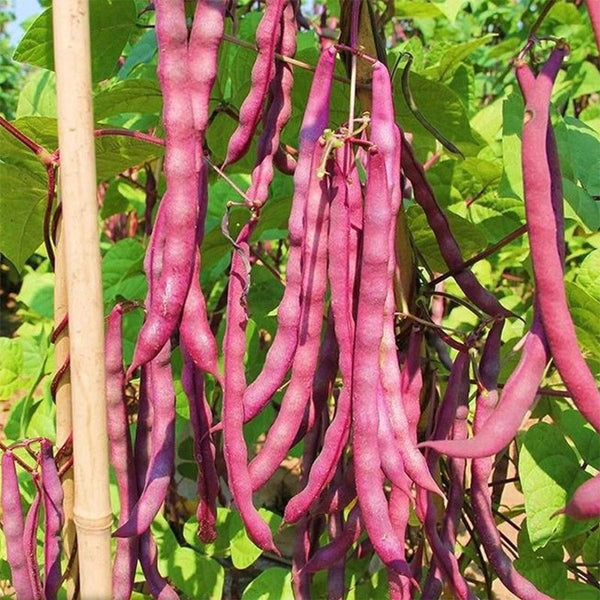 No.8 Red Pole Bean Seeds, 10g