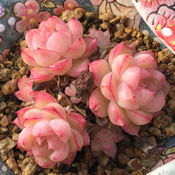 Echeveria cv. 'Red Queen', 3pcs x 1-head