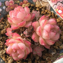 Echeveria cv. 'Red Queen', 3pcs x 1-head