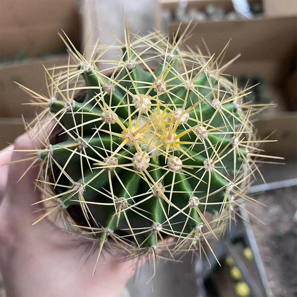 Ferocactus schwarzii, 3-4cm