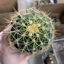 Ferocactus schwarzii, 3-4cm