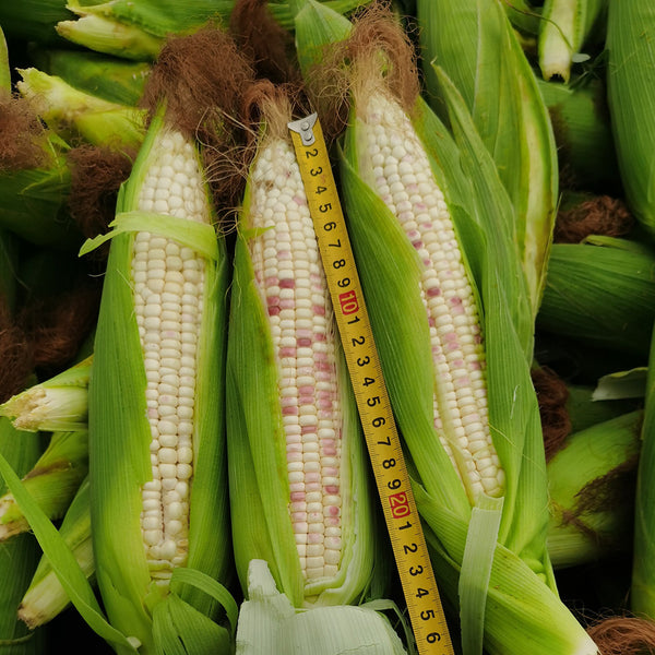 'Huanai 106' Color Sweet Waxy Corn Seeds, 200g