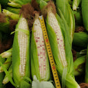 'Huanai 106' Color Sweet Waxy Corn Seeds, 200g