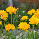 Large-Flowered Tickseed, 200 Seeds