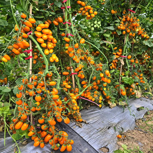 165 Orange Fountain Tomato, 5 Seeds