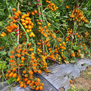 165 Orange Fountain Tomato, 5 Seeds