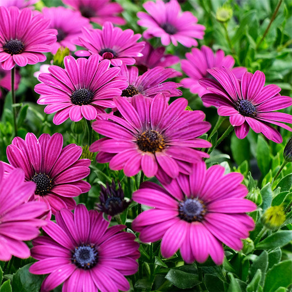 Purplel African Daisy, 50 Seeds