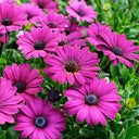 Purplel African Daisy, 50 Seeds