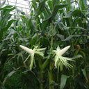 Jingbai Sweet-Waxy 968 Corn Seeds, 200g