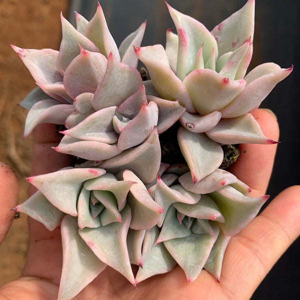 Echeveria cv. 'Dumpling Wrapper', 3pcs x 1-head