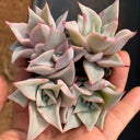 Echeveria cv. 'Dumpling Wrapper', 3pcs x 1-head