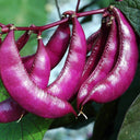 Purple Hyacinth Bean Seeds, 5g Per Bag