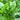 Watercress, 1000 Seeds