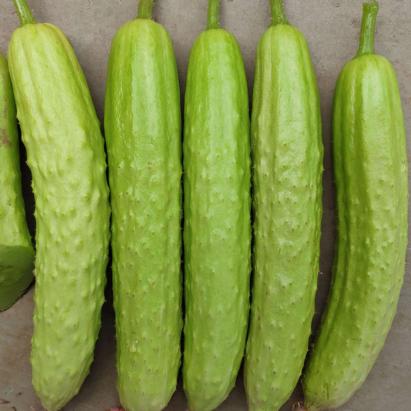 Zhongnong Cuiyu No. 2 Cucumber Seeds, 10g