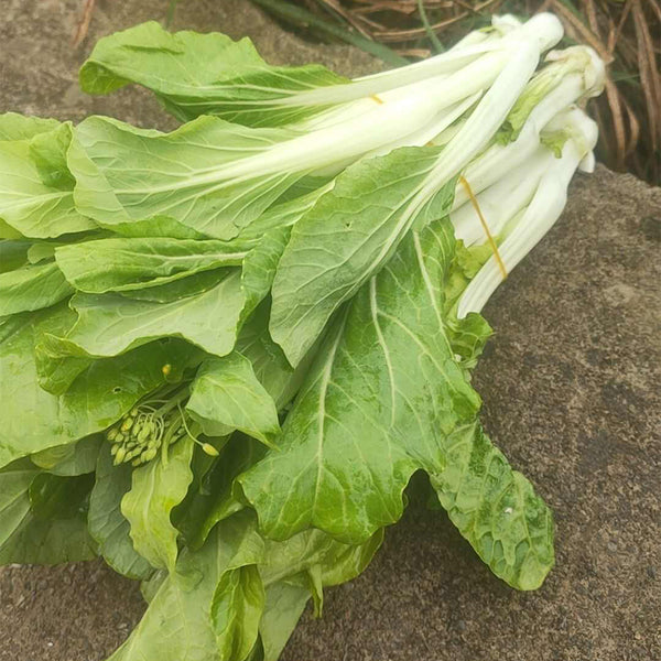 Xueying F1 Choy Sum Seeds, 10g