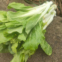 Xueying F1 Choy Sum Seeds, 10g