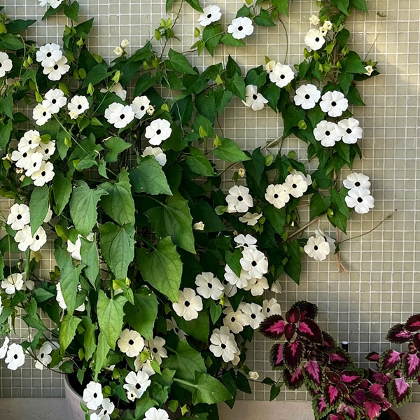 White Sunrise Black Eyed Susan Vine, 5 Seeds