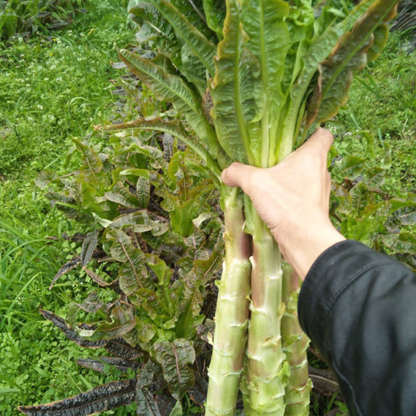'Xiangsihong' Stem Lettuce Seeds, 10g