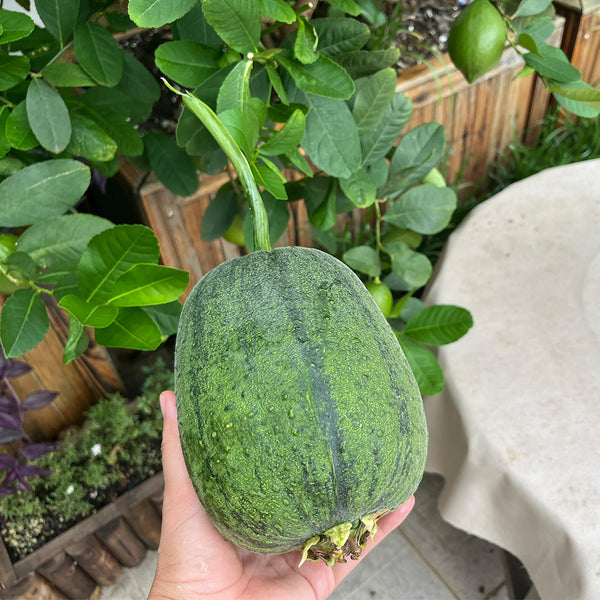 Taiwan Apple Luffa Seeds, 10g