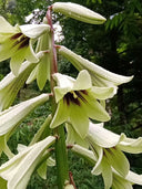 Cardiocrinum giganteum var. yunnanense