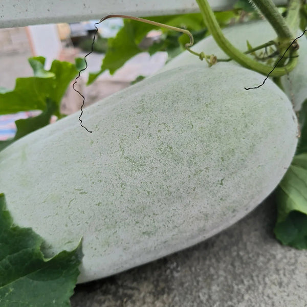 Baoqi Taro-Scented Winter Melon, 50 Seeds