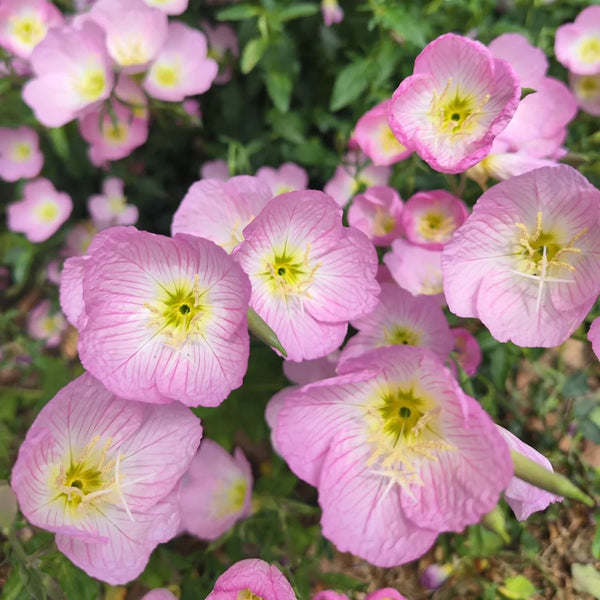 Pink Evening Primrose, 1g