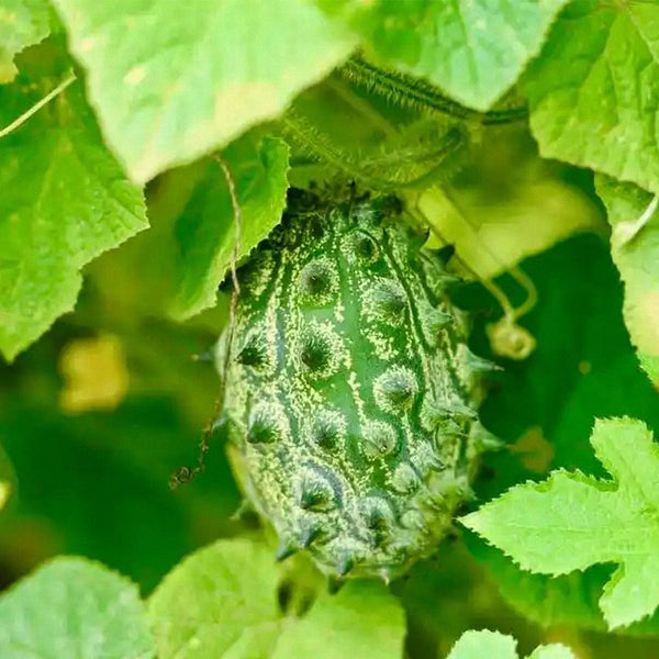 Kiwano Melon Seeds, 50 Seeds