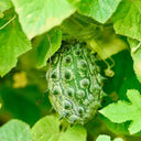 Kiwano Melon Seeds, 50 Seeds