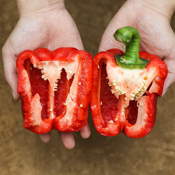 Red Lantern Sweet Pepper Seeds, 100 Seeds