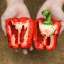 Red Lantern Sweet Pepper Seeds, 100 Seeds