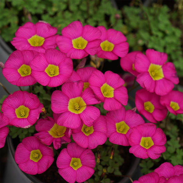 Oxalis obtusa Series Bulb - 'Ruby', 10 Bulbs